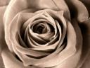 center of a rose, photo by Jan Roger Johannesen, Trondheim, Norway, sorrow, tragedy