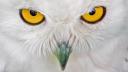 Owl eyes, photo by Kristof Degreef, Nieuwerkerken, Belgium, nothing missed