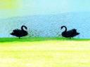 Flirting Swans, photo by Jenny W., Honolulu, Hawaii, nature's love
