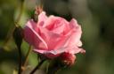 Pink Rose, photo by Marcel Holtjer, Bellingwolde, Netherlands